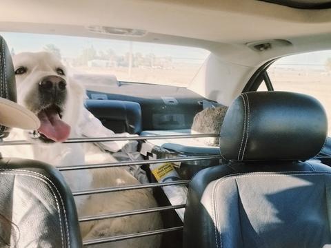 Cora, a rescue dog through IDGRR