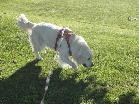Cora, a rescue dog through IDGRR