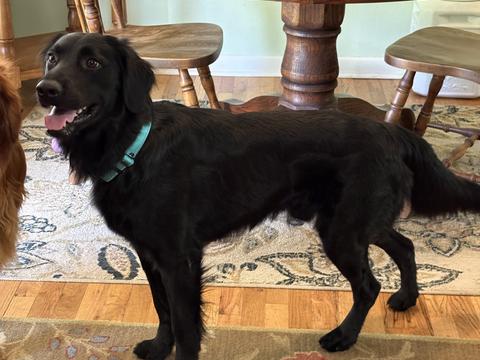 Tim, a rescue dog through IDGRR