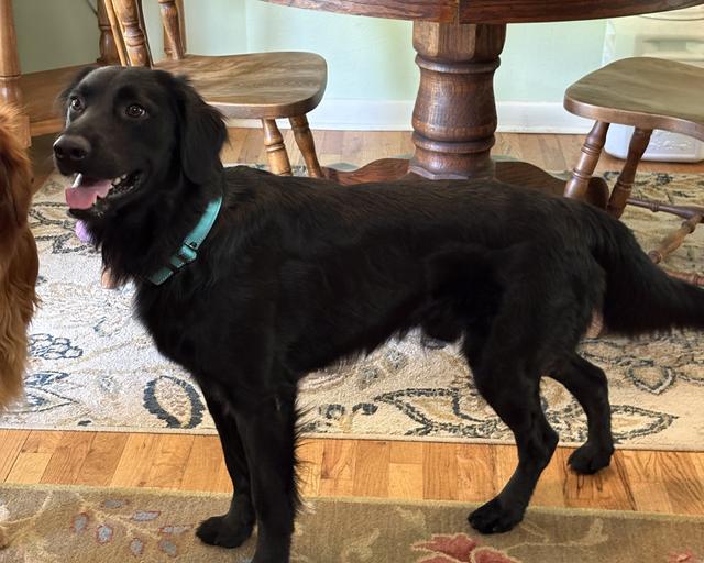 Tim, a rescue dog through IDGRR