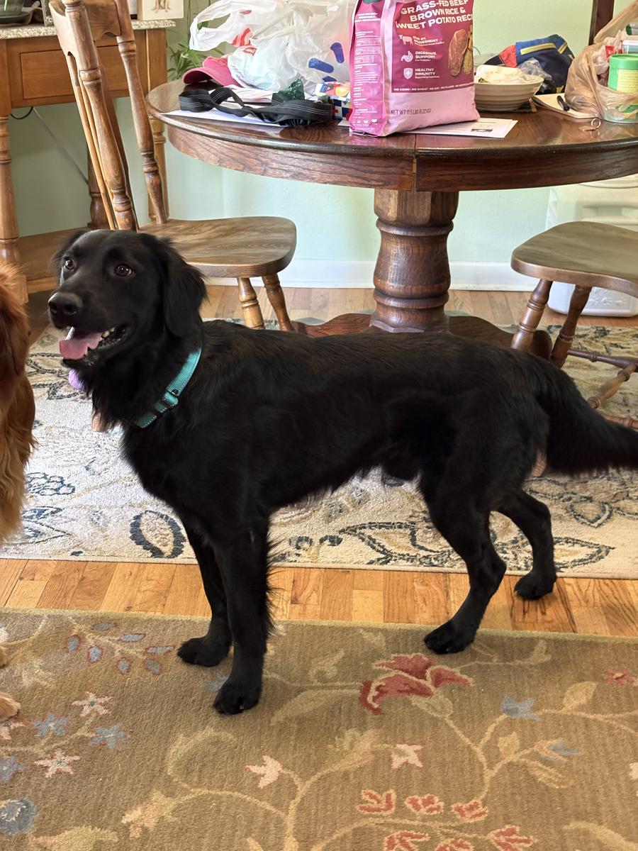 Tim, a rescue dog through IDGRR