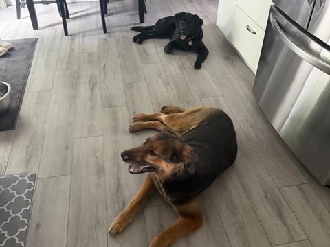 Tim, a rescue dog through IDGRR