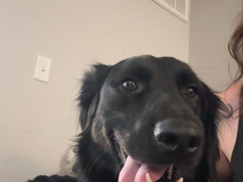 Tim, a rescue dog through IDGRR