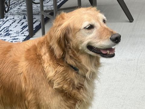 Pinto, a rescue dog through IDGRR
