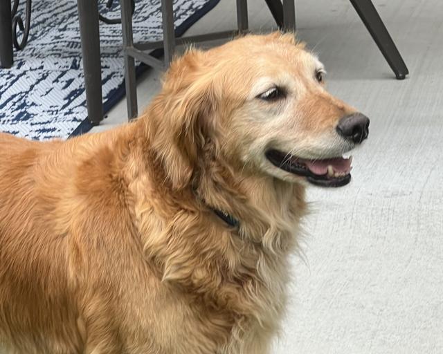 Pinto, a rescue dog through IDGRR