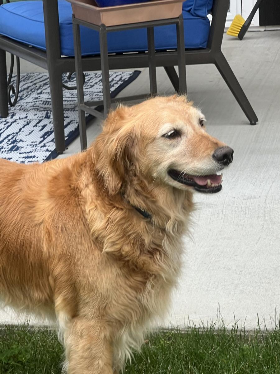 Pinto, a rescue dog through IDGRR