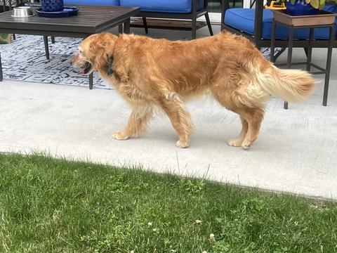 Pinto, a rescue dog through IDGRR