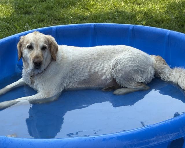 Dolly, a rescue dog through IDGRR