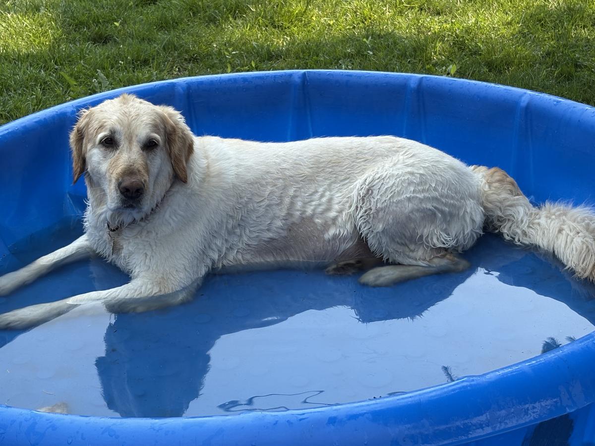 Dolly, a rescue dog through IDGRR