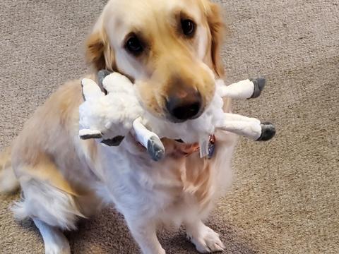 Dolly, a rescue dog through IDGRR