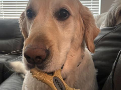 Dolly, a rescue dog through IDGRR
