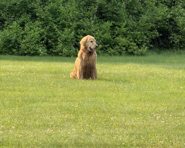 Jaxson, a rescue dog through IDGRR