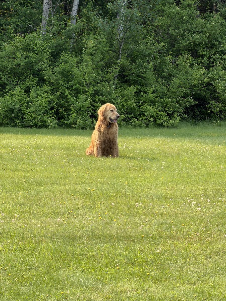 Jaxson, a rescue dog through IDGRR