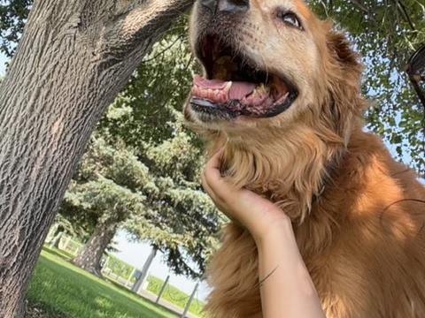 Jaxson, a rescue dog through IDGRR