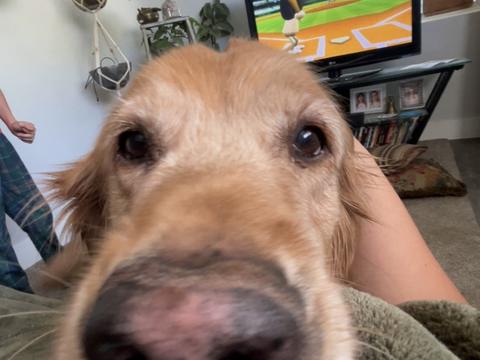 Jaxson, a rescue dog through IDGRR