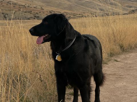 Luna, a rescue dog through IDGRR