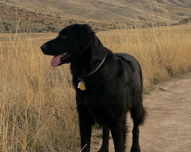 Luna, a rescue dog through IDGRR