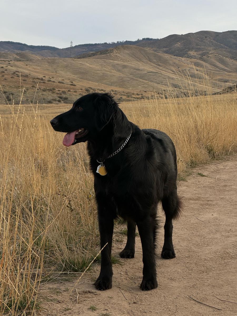 Luna, a rescue dog through IDGRR