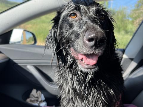 Luna, a rescue dog through IDGRR