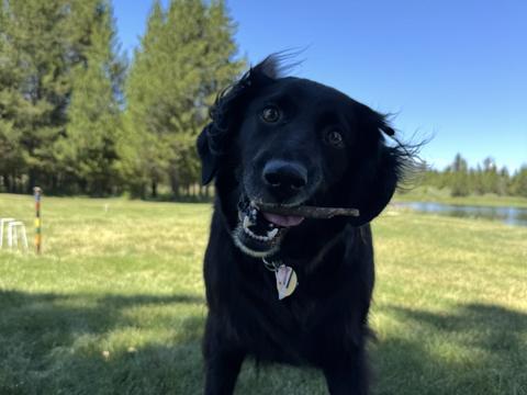 Luna, a rescue dog through IDGRR