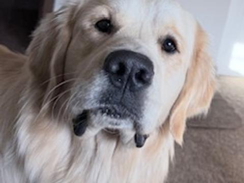 Jonah Blue Haven, a rescue dog through IDGRR