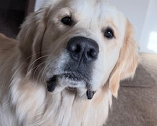 Jonah Blue Haven, a rescue dog through IDGRR