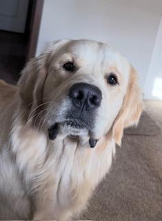 Jonah Blue Haven, a rescue dog through IDGRR