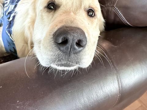 Jonah Blue Haven, a rescue dog through IDGRR