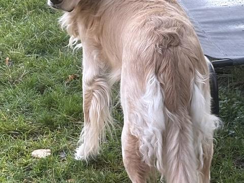 Opal, a rescue dog through IDGRR