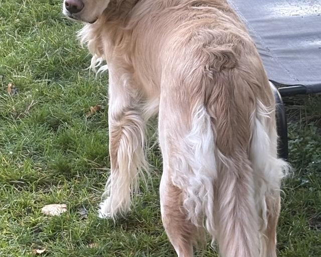 Opal, a rescue dog through IDGRR