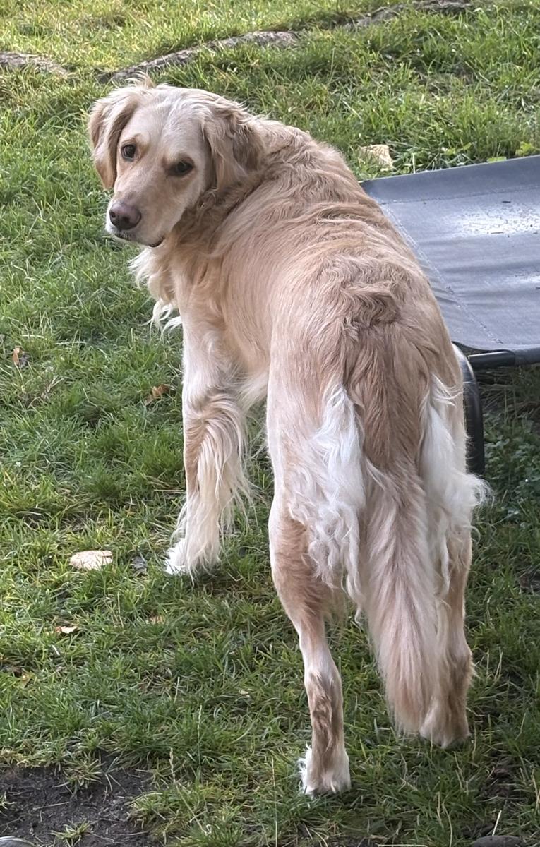 Opal, a rescue dog through IDGRR