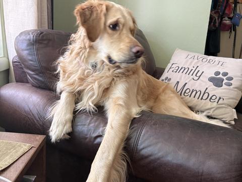 Opal, a rescue dog through IDGRR