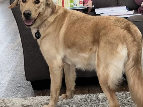 Annie, a rescue dog through IDGRR
