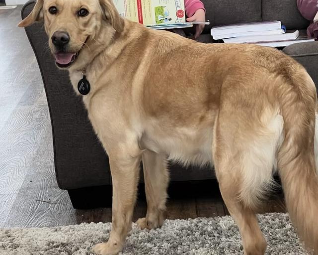 Annie, a rescue dog through IDGRR