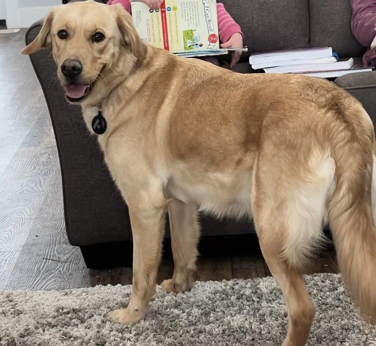 Annie, a rescue dog through IDGRR