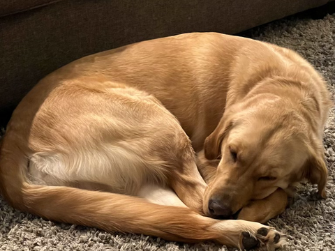 Annie, a rescue dog through IDGRR