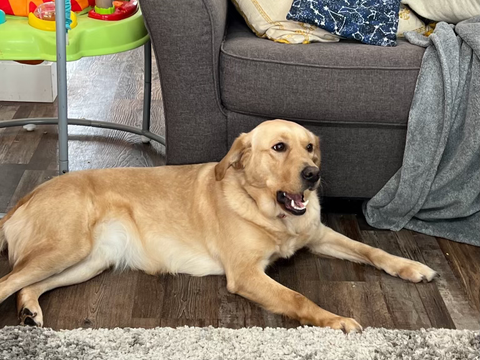 Annie, a rescue dog through IDGRR
