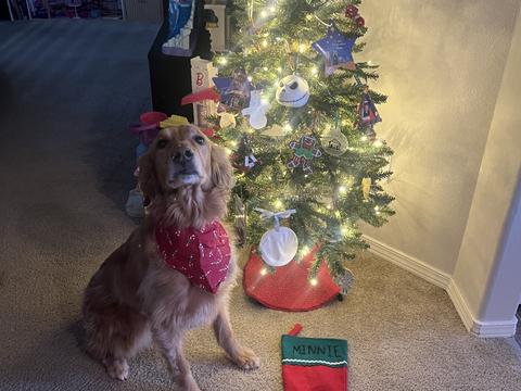 Minnie, a rescue dog through IDGRR