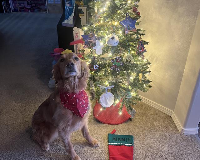 Minnie, a rescue dog through IDGRR
