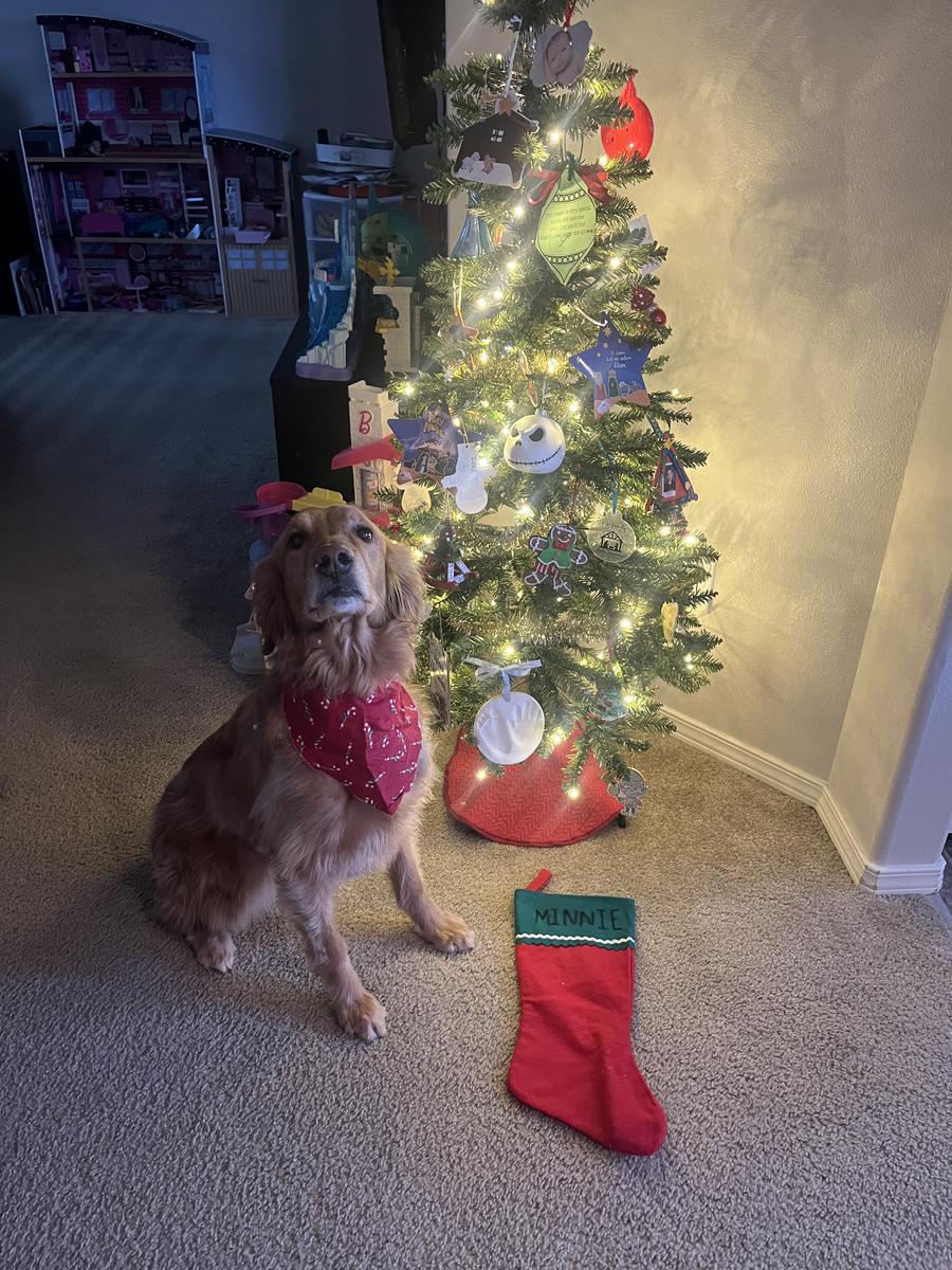 Minnie, a rescue dog through IDGRR