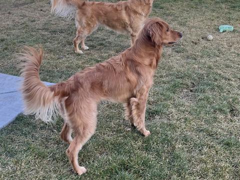 Minnie, a rescue dog through IDGRR