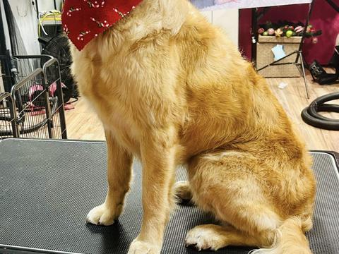 Daisy, a rescue dog through IDGRR