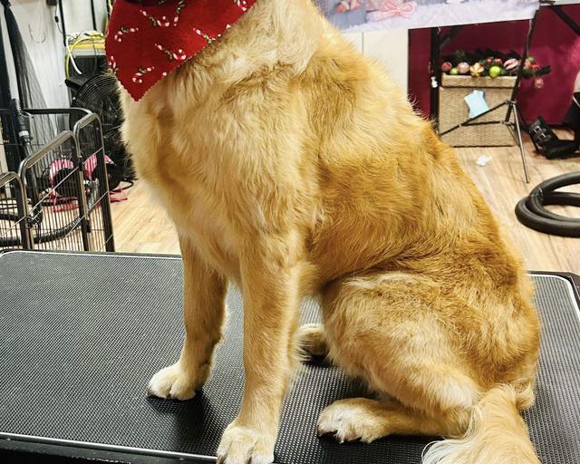 Daisy, a rescue dog through IDGRR