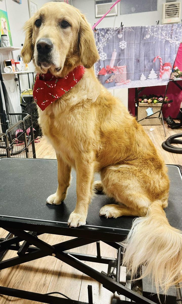 Daisy, a rescue dog through IDGRR