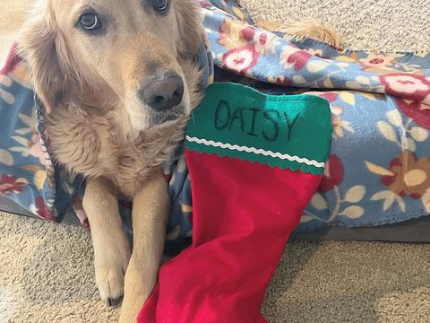 Daisy, a rescue dog through IDGRR