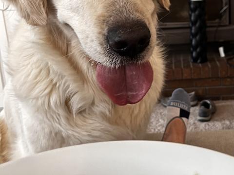 Harley, a rescue dog through IDGRR