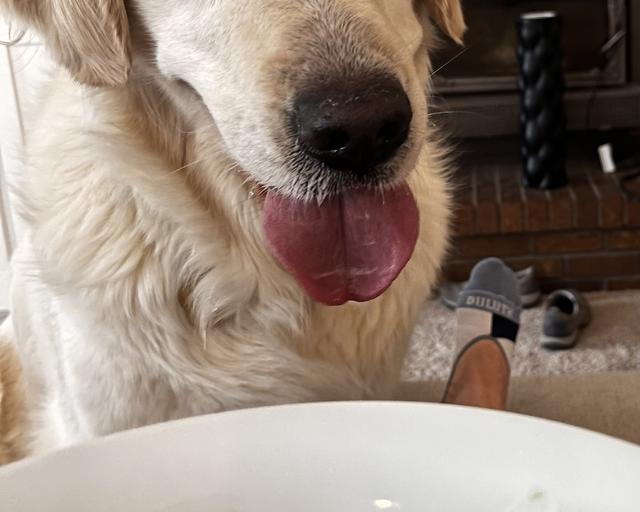 Harley, a rescue dog through IDGRR