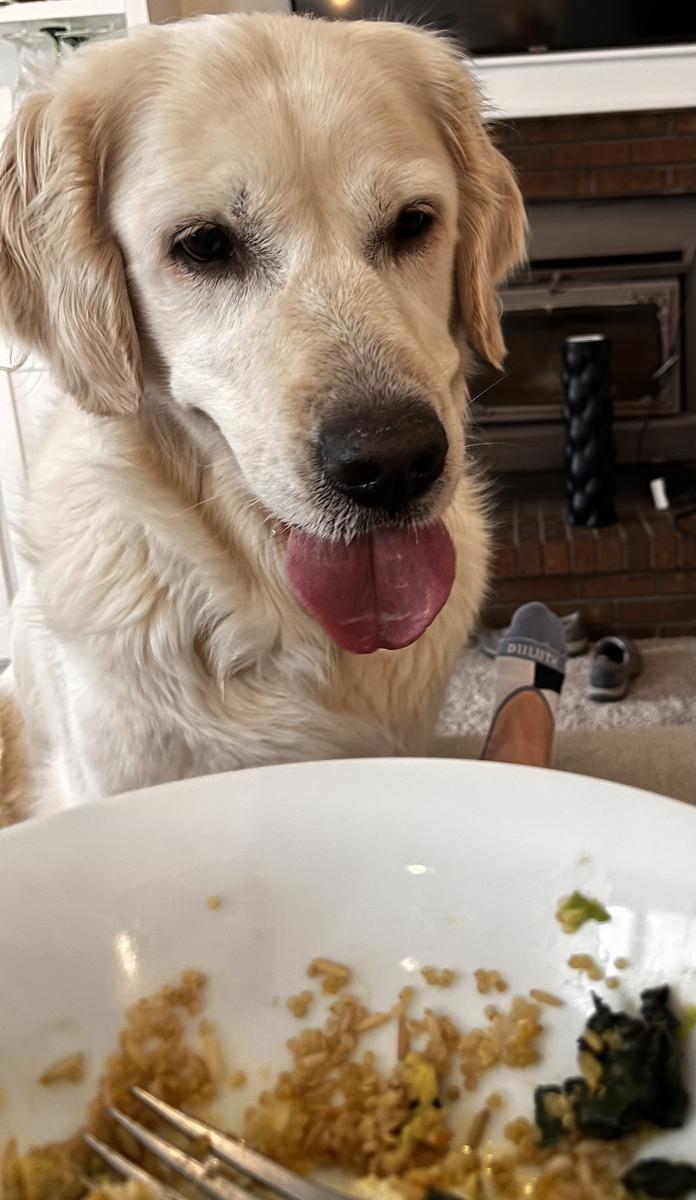 Harley, a rescue dog through IDGRR