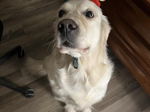 Harley, a rescue dog through IDGRR