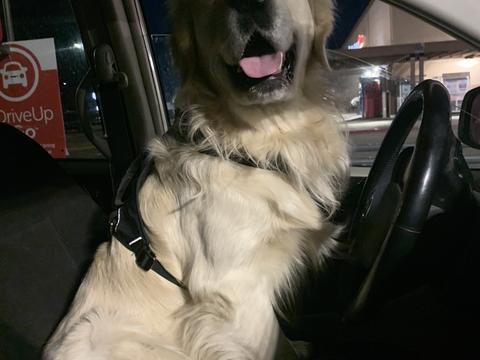 Axel, a rescue dog through IDGRR